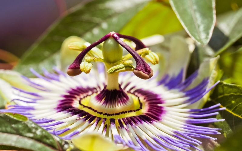 flor da paixão