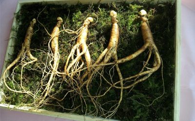 Ginseng