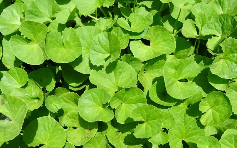 Gotu kola